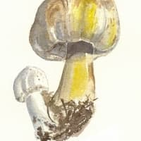 aquarelle-agaric-jaunissant