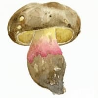 aquarelle-bolet-indigotier