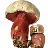aquarelle-bolet-satan