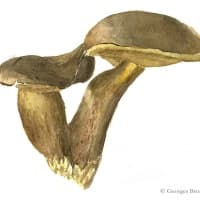 aquarelle-bolets-1
