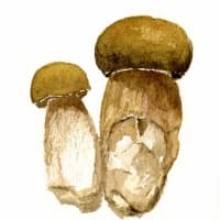 aquarelle-bolets-2