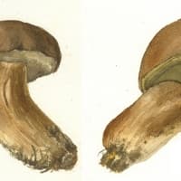 aquarelle-bolets-3