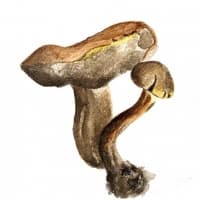 aquarelle-bolets-tordus
