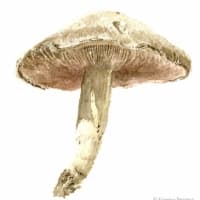 aquarelle-champignon-x1