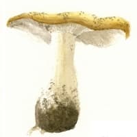 aquarelle-champignon-x2-