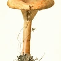 aquarelle-clitocybe-geotrope