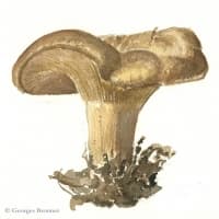 aquarelle-clitocybe-nebuleux