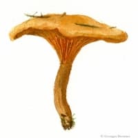 aquarelle-clitocybe-orange