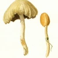 aquarelle-coprin-micace