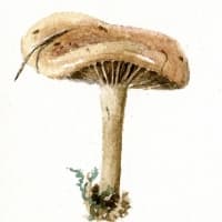 aquarelle-faux-mousseron