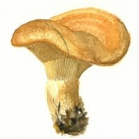 aquarelle-lactaire-toisonne