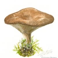 aquarelle-paxille-involute