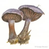 aquarelle-pieds-bleus