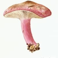 aquarelle-russule-1