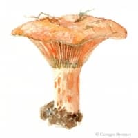 aquarelle-sanguin