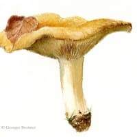 aquarelle-tricholome-du-bouleau