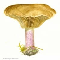 aquarelle-tricholome-sinistre