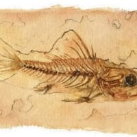 aquarelle-fossile-poisson