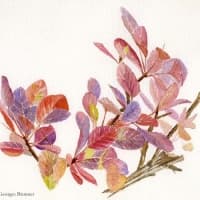 Aquarelle-arbre-perruque