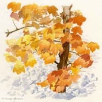 Aquarelle-erable-1