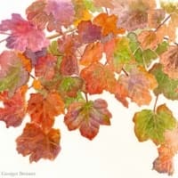 Aquarelle-erable-2
