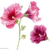 Aquarelle-roses-tremieres
