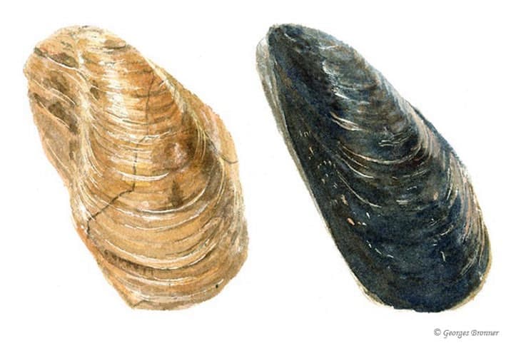 Watercolor-fossil-mold